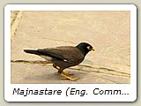 Majnastare (Eng. Common Myna) i Delhi. Den lär vara en av de två vanligaste fåglarna i de indiska städerna.