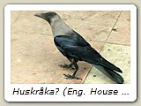 Huskråka? (Eng. House Crow),med annat latinskt namn än vår vanliga kråka. Den är den andre av de två vanligaste fåglarna i de indiska städerna.