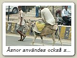 Åsnor användes också som rid- och packdjur. Däremot såg jag nog ingen häst här i Uttar Pradesh.