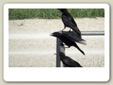 Svarta kråkor vid Nürnberg, Tyskland