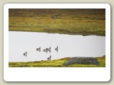 Vitkindade gäss i sjön i Ny Ålesund. Ytterligare en gås syns bortom sjön