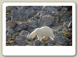 Vår isbjörn fortsatte över stenskravlet, till synes omedveten om den andra isbjörnens närvaro
