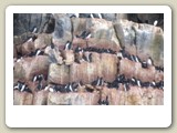Häckande spetsbergsgrisslor på klipphyllorna