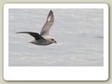 En stormfågel följde fartyget på Isfjorden