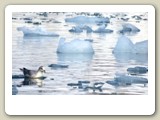 Stormfågel bland isflaken i Fuglefjorden