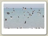 Emellanåt samlades det en stor mängd måsfåglar på stranden i Torremolinos.