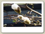 Blomknoppar på magnolian vid Anticimex
